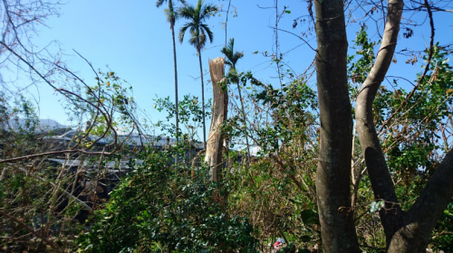 因颱風受創的園區